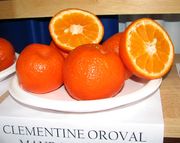 ‘奥罗瓦尔’红橘Clementine 'Oroval'