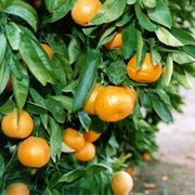 '尾张'温州蜜柑Satsuma 'Owari'