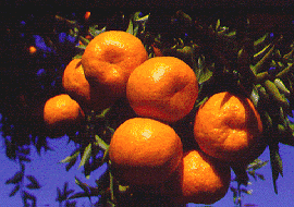 椪柑Citrus reticulata var. poonensis, Ponkan mandarin
