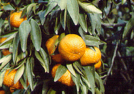 柑橘类Mandarin,Citrus reticulata