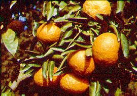 '罗德金'国王柑Citrus nobilis var. nobilis 'Rodeking'