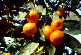 '圣琼'温州蜜柑Citrus unshiu 'Saint Jean'