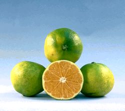 温州蜜柑Citrus unshiu var. satsuma © C.杰克蒙德/国家农业研究院(法)