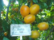 '濑户'温州蜜柑Satsuma 'Seto'