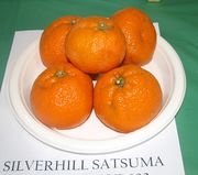 '西尔弗希尔'温州蜜柑Satsuma 'Silverhill'