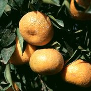 地中海柑 Mediterranean mandarin(美国称为柳叶柑Willowleaf)