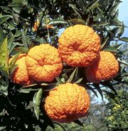 '柬埔寨'柑Cambodian mandarin, Citrus nobilis var. typica