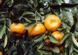 '桑给巴尔'橘Citrus reticulata 'Zanzibar'