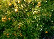 '多香果'橘柚'Allspice' tangelo