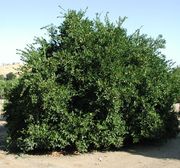 '克娄巴特拉'柑 Cleopatra mandarin, Citrus reshni