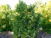 '杜威特'橘橙'Dweet' tangor