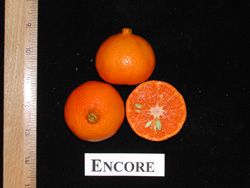 '安可尔'Citrus reticulata 'Encore'