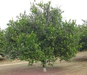 '安可尔''Encore' mandarin