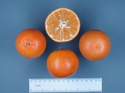 '费尔切尔德'Citrus reticulata 'Fairchild'