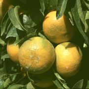 '金诺'橘橙'Kinnow' mandarin