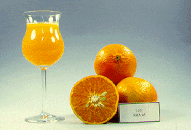 '利'柑Citrus reticulata 'Lee'