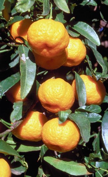 clementines