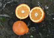 '明尼奥拉'橘柚'Minneola' tangelo