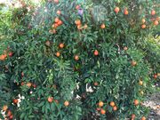 '明尼奥拉'橘柚'Minneola' tangelo