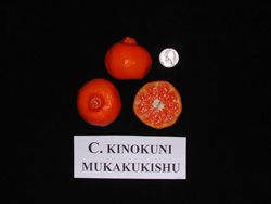 '纳斯纳兰'柑 Citrus amblycarpa 'Nasnaran'