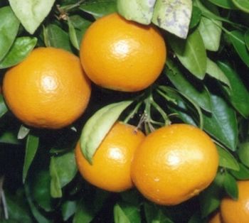 '奥兰多'橘柚Citrus reticulata 'Orlando'