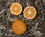 '奥塔尼克'橘橙'Ortanique' mandariini