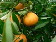 '奥塔尼克'橘橙'Ortanique' mandariini