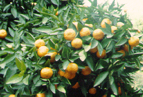 '奥赛奥拉'Citrus reticulata 'Osceola'
