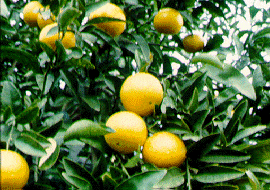 '珀尔'橘柚Citrus reticulata 'Pearl'