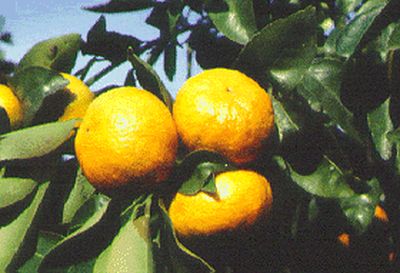 '罗宾逊'柑'Robinson' mandarin