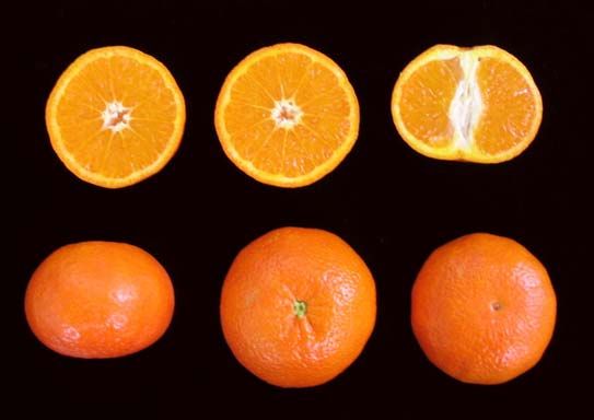 '沙斯塔金'Shasta Gold mandarin