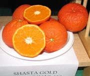 '沙斯塔金'Shasta Gold mandarin