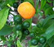 酸橘 Citrus reticulata var. austera Swingle