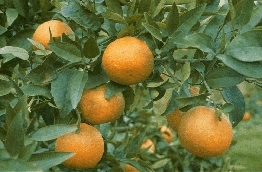 '阳光'橘柚Citrus reticulata 'Sunshine'