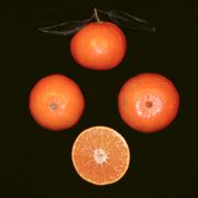 '艾伦代尔'橘橙Citrus reticulata 'Ellendale'