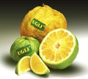 '丑橘'橘柚Tangelo UGLI®