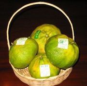 '丑橘'橘柚Tangelo UGLI®