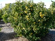 '韦基瓦'橘柚'Wekiwa' tangelo