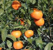 '阿福尔'橘橙Afourer mandarin
