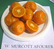 'W. 默科特阿福尔'橘橙W. Murcott Afourer mandarin from California