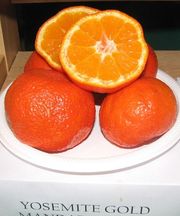 '约塞米蒂金''Yosemite Gold' mandarin