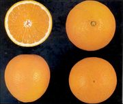 ‘琥珀甜’橙'Ambersweet' orange