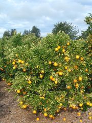 ‘琥珀甜’橙'Ambersweet' orange