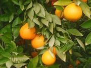 ‘琥珀甜’橙'Ambersweet' orange