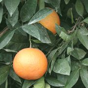 ‘阿特伍德’脐橙'Atwood' navel orange