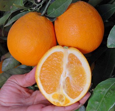 '秋金'脐橙'Autumn Gold' navel orange