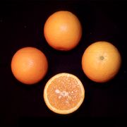 '坎贝尔'夏橙Campbell nucellar Valencia orange