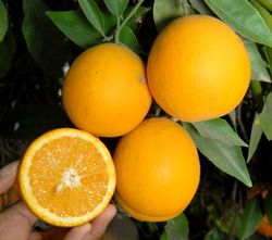 ‘坎贝尔’夏橙Campbell Valencia orange