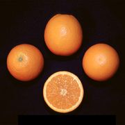 ‘查普曼’夏橙'Chapman Valencia' orange