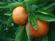 ‘奇隆加’橙柚'Chironja' orangelo